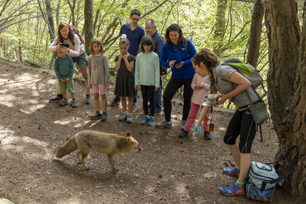 Fauna dels Pirineus